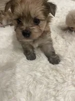 Pom boy, a male Pomeranian for sale in Houston, TX – Photo 2 of 8