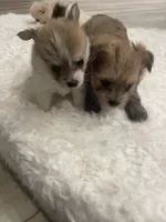 Pom boy, a male Pomeranian for sale in Houston, TX – Photo 8 of 8