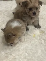 Pom boy, a male Pomeranian for sale in Houston, TX – Photo 6 of 8