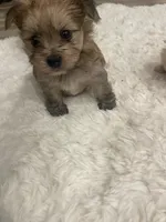 Pom boy, a male Pomeranian for sale in Houston, TX – Photo 4 of 8