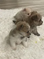 Pom boy, a male Pomeranian for sale in Houston, TX – Photo 7 of 8