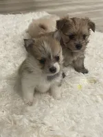 Pom boy, a male Pomeranian for sale in Houston, TX – Photo 5 of 8