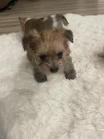 Pom boy, a male Pomeranian for sale in Houston, TX – Photo 3 of 8