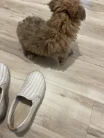 Mochi, a male Pomeranian for sale in Houston, TX – Photo 9 of 9