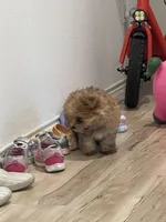 Mochi, a male Pomeranian for sale in Houston, TX – Photo 3 of 9