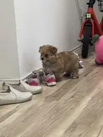 Mochi, a male Pomeranian for sale in Houston, TX – Photo 6 of 9