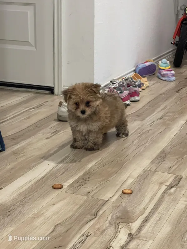 Mochi – Pomeranian puppy for sale in Houston, TX