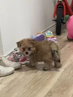 Mochi, a male Pomeranian for sale in Houston, TX – Photo 2 of 9