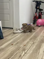 Mochi, a male Pomeranian for sale in Houston, TX – Photo 5 of 9