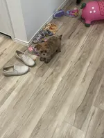 Mochi, a male Pomeranian for sale in Houston, TX – Photo 7 of 9