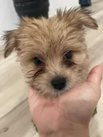 Mochi, a male Pomeranian for sale in Houston, TX – Photo 8 of 9