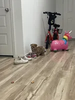 Mochi, a male Pomeranian for sale in Houston, TX – Photo 4 of 9