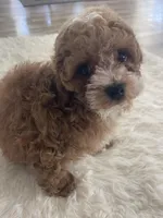 Toy poodle red, a male Poodle - Toy  for sale in Houston, TX – Photo 8 of 10