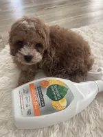 Toy poodle red, a male Poodle - Toy  for sale in Houston, TX – Photo 4 of 10