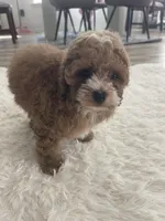 Toy poodle red, a male Poodle - Toy  for sale in Houston, TX – Photo 9 of 10