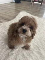 Toy poodle red, a male Poodle - Toy  for sale in Houston, TX – Photo 6 of 10