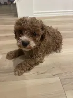 Toy poodle red, a male Poodle - Toy  for sale in Houston, TX – Photo 2 of 10