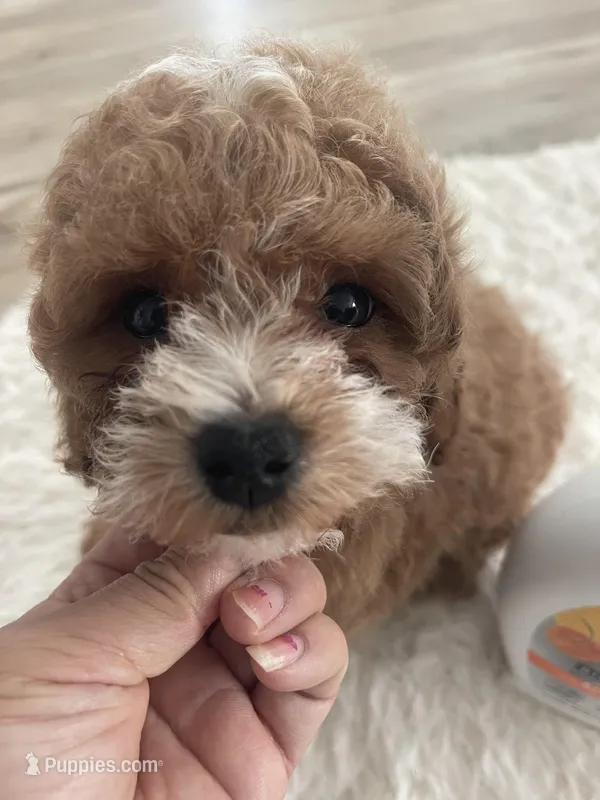 Toy poodle red