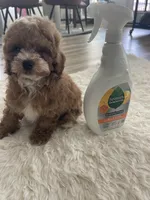 Toy poodle red, a male Poodle - Toy  for sale in Houston, TX – Photo 7 of 10