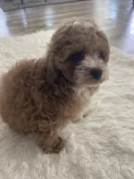 Toy poodle red, a male Poodle - Toy  for sale in Houston, TX – Photo 5 of 10