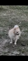 May, a female Pomeranian for sale in Houston, TX – Photo 5 of 7