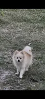 May, a female Pomeranian for sale in Houston, TX – Photo 3 of 7