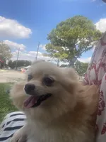 May, a female Pomeranian for sale in Houston, TX – Photo 3 of 4