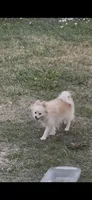 May, a female Pomeranian for sale in Houston, TX – Photo 2 of 7