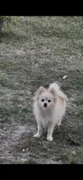 May, a female Pomeranian for sale in Houston, TX – Photo 4 of 7