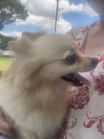 May, a female Pomeranian for sale in Houston, TX – Photo 2 of 4