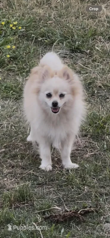 May – Pomeranian puppy for sale in Houston, TX