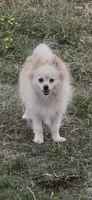 May, a female Pomeranian for sale in Houston, TX – Photo 1 of 7