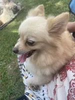 May, a female Pomeranian for sale in Houston, TX – Photo 1 of 4