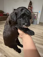 Toy poodle, a male Poodle - Toy  for sale in Houston, TX – Photo 3 of 5