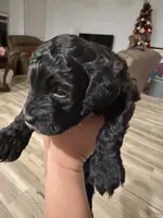 Toy poodle, a male Poodle - Toy  for sale in Houston, TX – Photo 5 of 5