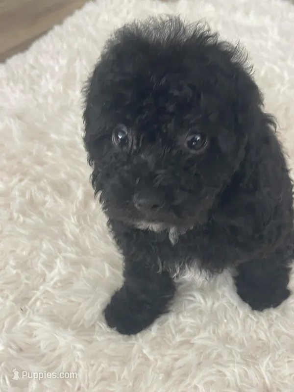 Toy poodle