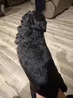 Toy poodle, a male Poodle - Toy  for sale in Houston, TX – Photo 2 of 5