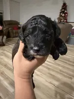 Toy poodle, a male Poodle - Toy  for sale in Houston, TX – Photo 4 of 5