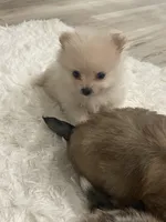 Pom bear, a male Pomeranian for sale in Houston, TX – Photo 1 of 5