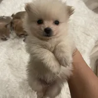 Lolly bear, a male Pomeranian for sale in Houston, TX – Photo 3 of 5