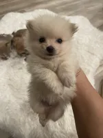 Pom bear, a male Pomeranian for sale in Houston, TX – Photo 3 of 5