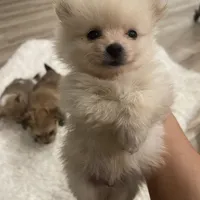 Lolly bear, a male Pomeranian for sale in Houston, TX – Photo 5 of 5