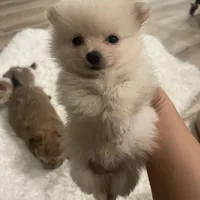 Lolly bear, a male Pomeranian for sale in Houston, TX – Photo 4 of 5