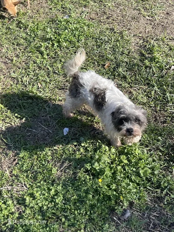Lucy – Shih Tzu, Poodle - Toy  puppy for sale in Houston, TX