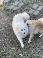 White, a female Pomeranian for sale in Houston, TX – Photo 4 of 9