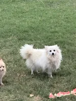 White, a female Pomeranian for sale in Houston, TX – Photo 5 of 9