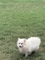 White, a female Pomeranian for sale in Houston, TX – Photo 7 of 9
