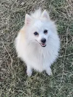 White, a female Pomeranian for sale in Houston, TX – Photo 1 of 9