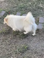 White, a female Pomeranian for sale in Houston, TX – Photo 8 of 9