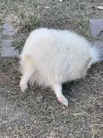 White, a female Pomeranian for sale in Houston, TX – Photo 9 of 9